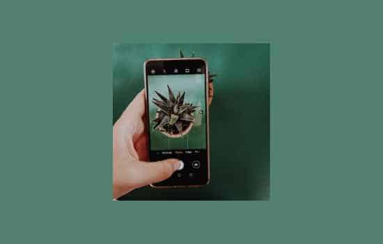 Mejor app de identificación de plantas: iNaturalist
