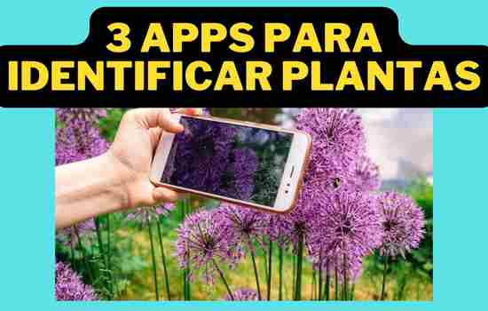 ¿Cuál es la mejor app para identificar plantas?