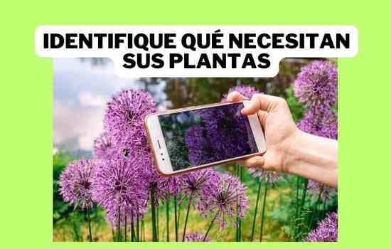 Identificación de Plantas Simplificada: ¡Conoce PictureThis!