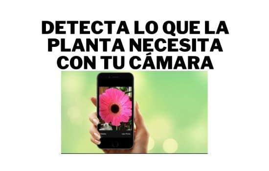 Verde que te Quiero Verde: Descubre el Poder de Blossom