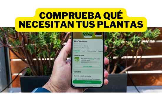 Cuidar de Tus Plantas con la App PlantNet en 2024