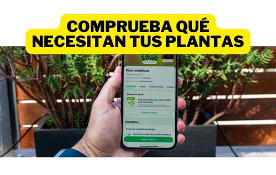 Lee más sobre el artículo Cuidar de Tus Plantas con la App PlantNet en 2024