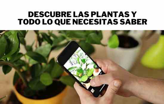 Tu aplicación para identificar y cuidar plantas